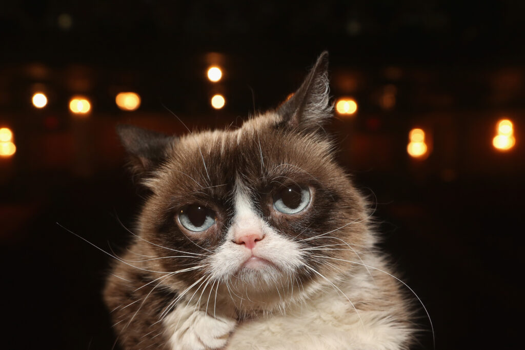 Grumpy Cat Visits The Broadway Cast of "Cats"