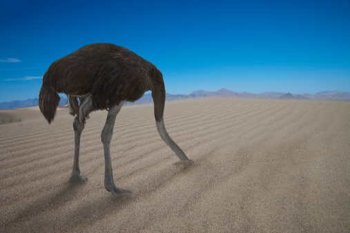 Ostrich hiding his head under sand